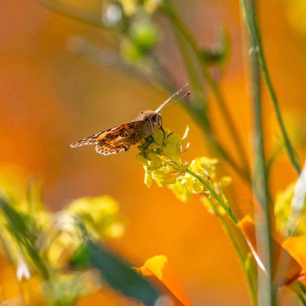 a close up of a small insect on a flower
