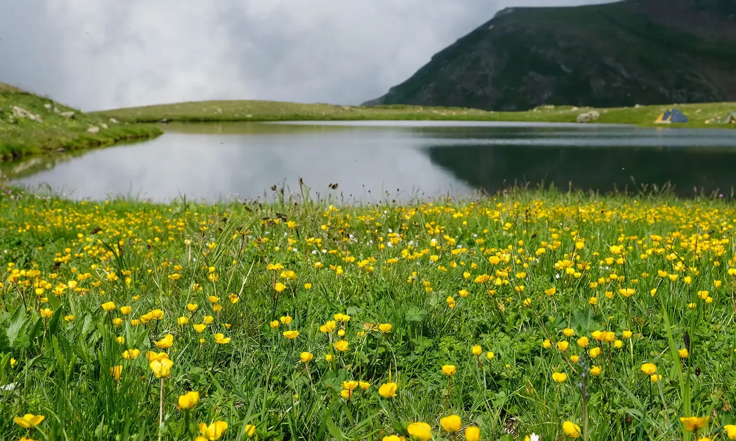 Buttercups and a lake on the Anzer plateau