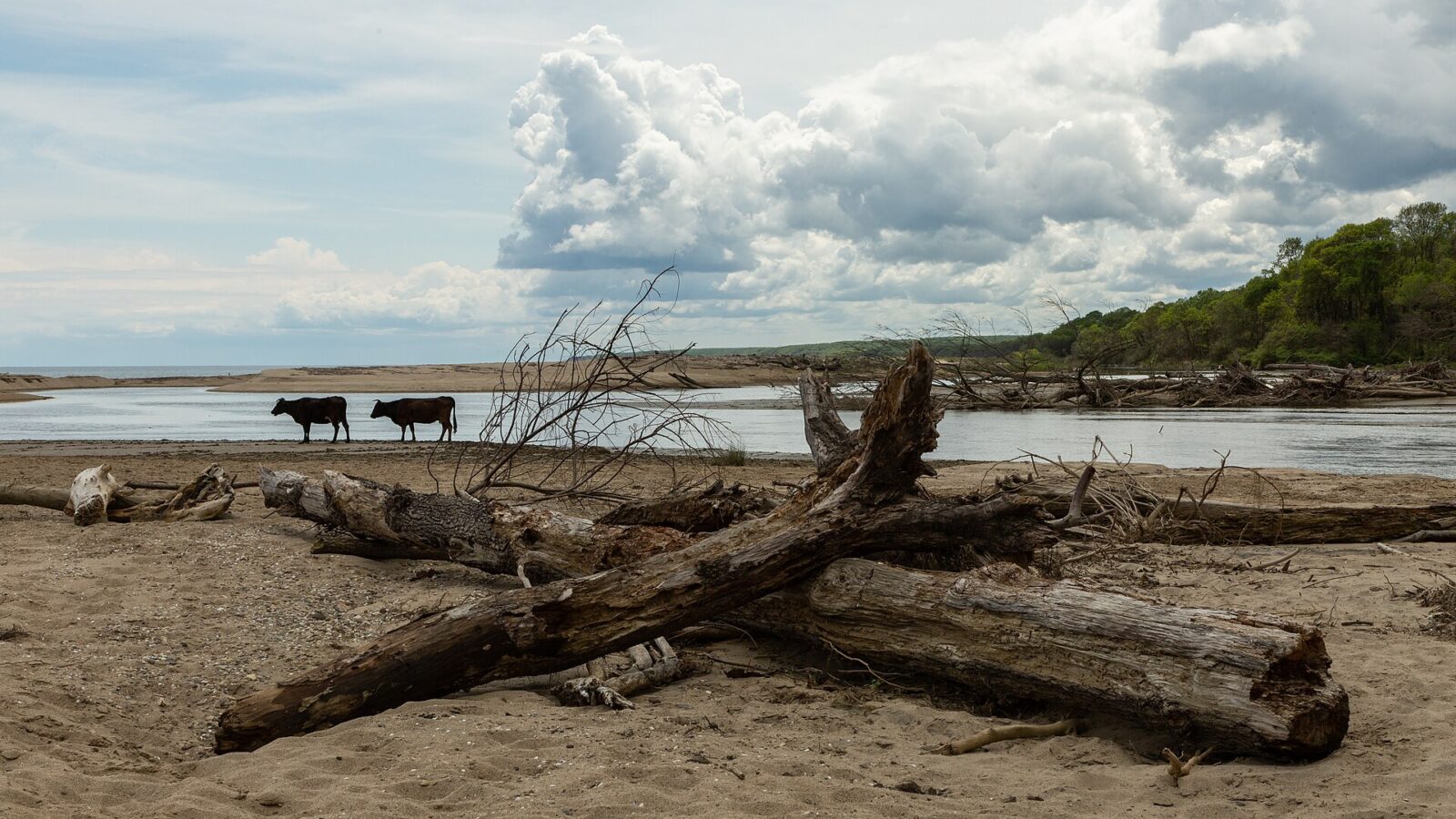 İğneada Floodplain Forests