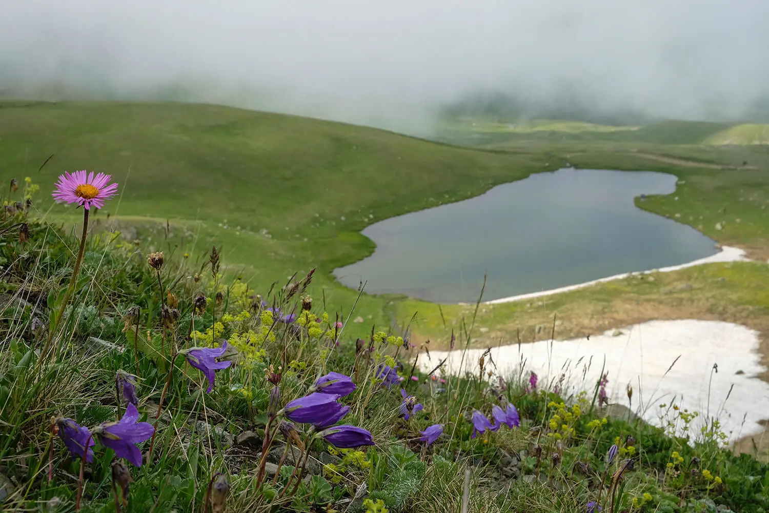 Wildflowers above a lake in the Kaçkar Mountains